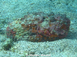 Abu Dabab Stonefish by Stephan Attwood 
